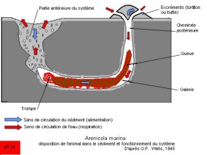 Arénicole2